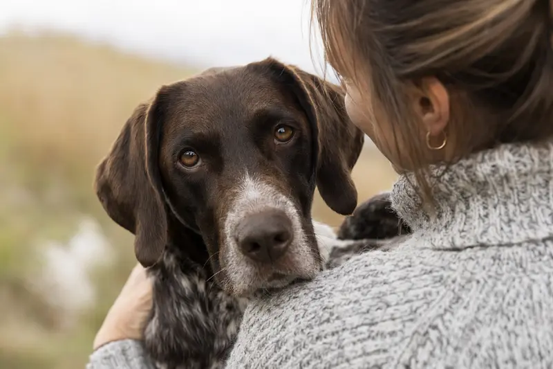 Nahaufnahme eines Altdänischer Vorstehhund Hundes mit aufmerksamem Blick im weichen Licht